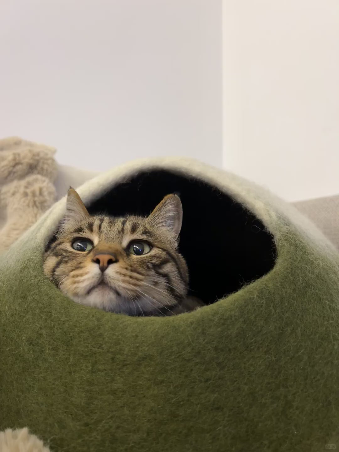 Handmade Wool Felt Matcha Cat Cave